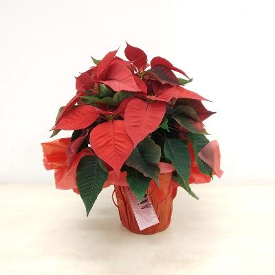 Poinsettia				